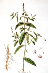 Spearmint
