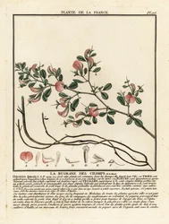 Spiny restharrow, La bugrane des champs, Ononis spinosa.