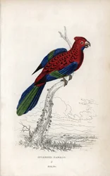 Praktfull papegoja (Psittacus gloriosus). Platycerus elegans. Litografi av Joseph Kidd, baserad på en teckning av John Audubon, i Miscellany of Natural History: Parrots, Sir Thomas DiK Lauder and Captain Thomas Brown, utgiven i Edinburgh, Skottland, 1833.