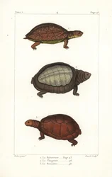 Spotted legged turtle, Rhinoclemmys punctularia 1, Indian flapshell turtle, Lyssemys punctata 2, och North African helmeted turtle, Pelomedusa subrufa olivacea. Handkolorerat kopparstick av David efter en illustration av Jean-Gabriel Pretre från Bern