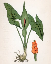 Fläckig gulrot (Arum maculatum eller Chandelle, Veal