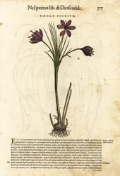Vårkrokus, Crocus vernus (blommande krokus). Handkolorerat träsnitt av Wolfgang Meyerpick efter en illustration av Giorgio Liberale från Pietro Andrea Mattiolis Discorsi di P.A. Matthioli ne i sei libri della Materia Medicinale di Pedacio Dioscorid