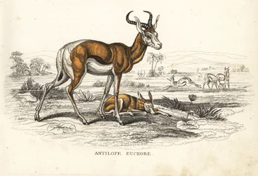 Springbock, Antidorcas marsupialis (Antilope euchore). Handkolorerad litografi från Georg Friedrich Treitschkes naturhistoriska galleri, Naturhistorischer Bildersaal des Thierreiches, Liepzig-1842.