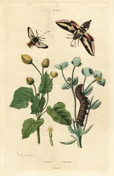 Spurgehökfjäril, Hyles euphorbiae och larv 1, bålgetingsmal, Sesia apiformis 2 och tandvärkväxt, Spilanthes-arter