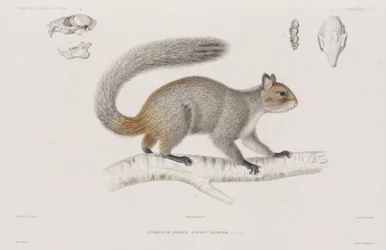Ekorre