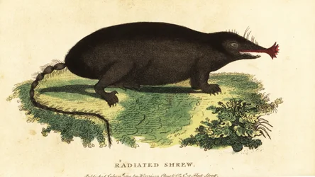 Stjärnnosmullvad, Condylura cristata., 1800 (gravyr)