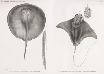 Stingray, fram och bak