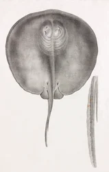 Stingrocka, framifrån närbild