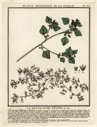 Stinkande gåsfot, Chenopodium vulvaria.