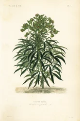 Stinkande hellebore, Helleborus foetidus, Hellebore fetide