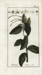 Stinkande verbena eller vitlöksliana (Petiveria alliacea). Litografi från "Afbeelding der Artseny-Gewassen" av Johannes Zorn (1739-1799), Nederländerna