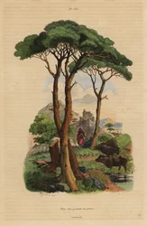 Sten tall, Pinus pinea, Pin