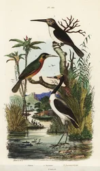 Stork, Jabiru mycteria, rödstjärtad jakamar, Galbula ruficauda, och tretåig jakamar, Jacamaralcyon tridactyla