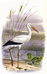 Stork, ca 1850 (litografi)