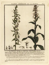 Fixglove med halm, Digitalis lutea.