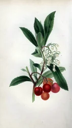 Jordgubbsträd med blommor och frukt, Arbutus unedo. Handkolorerad botanisk illustration tecknad från naturen av Mrs Rebecca Hey efter hennes egen "Spirit of the Woods", London, Longman, Rees