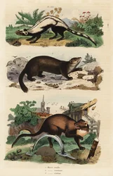 Randig polecat, Ictonyx striatus 1, europeisk tallmård, Martes martes 2 och sobel, Martes zibellina 3