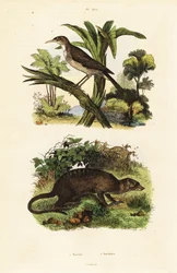 Solfågel och surikat., 1834-1839 (gravyr)