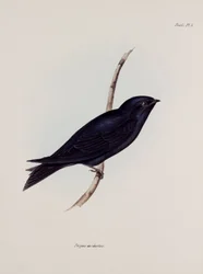 Svala eller martin, Sydamerika, c 1832-1836