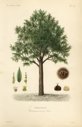 Söt kastanj, Castanea sativa, Castanea vesca, Chataignier
