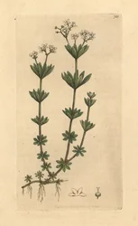 Gullviva, Galium odoratum (Gullviva, Asperula odorata) (gaillet odorant) Handkolorerat kopparstick efter en teckning av James Sowerby för James Smith