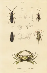 Simmande krabba och springtails.
