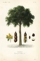 Tamarindträd, Tamarindus indica, Tamarinier
