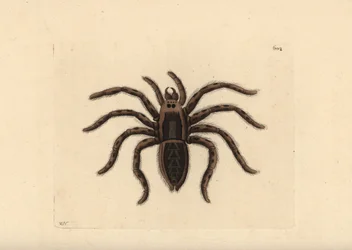 Tarantula vargspindel, Lycosa tarantula (Tarantula spindel, Aranea tarantula). Illustration ritad och graverad av Richard Polydore Nodder. Handkolorerat kopparstick från George Shaw och Frederick Nodders The Naturalist