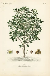 Tea tree eller teplanta, Camellia sinensis, Thea sinensis, den