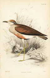 Temmincks kurir, Cursorius temminckii (Senegals kurir, Tachydromus senegalensis). Handkolorerat stålstick av William Lizars efter William Swainson från Sir William Jardine