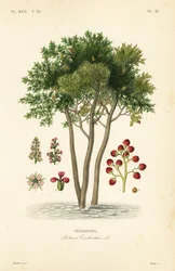Terebinth eller terpentinträd, Pistacia terebinthus, Terebinthe