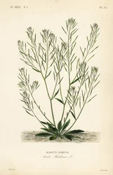 Thale krasse, musöra krasse eller arabidopsis, Arabidopsis thaliana, Arabis thaliana, Arabette rameuse