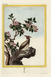 Äppelträdet i Kina. Kinesiskt äppelträd, Malus prunifolia. Handkolorerad etsning från Pierre Joseph Buchoz "Dyrbar och upplyst samling av de vackraste och märkligaste blommor, odlade både i Kinas trädgårdar och i Europas trädgårdar, Paris
