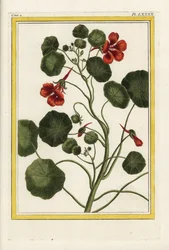 Kapucinen. Trädgårdskrasse, Tropaeolum majus. Handkolorerad etsning från Pierre Joseph Buchoz "Dyrbar och upplyst samling av de vackraste och märkligaste blommor, odlade både i Kinas trädgårdar och i Europas trädgårdar, Paris