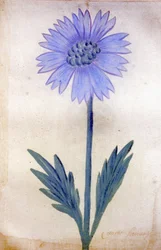 Cikoria