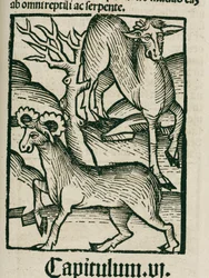 Älgen