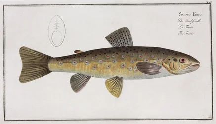 "Öringen"
