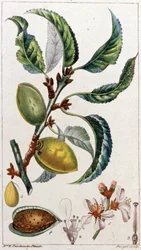 Mandelträdet, ca 1801-1850 (gravyr)