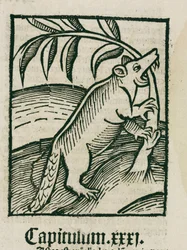 Bävern