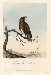 Näbben korsar granar. Färgat kopparstick av George Graves, i British Ornithology