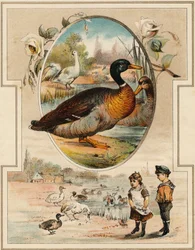 Ankan. Gravyr i "Mon premier Grand Alphabet". Bernardin-Bechet Edition, Paris, ca 1890. Illustrationer av A. des Lilleuls. Ingen sida, 46 sidor. Mått: 31x22 cm.