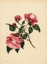 Den ständigt blåsande rosen, skönhet alltid ny