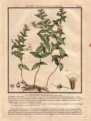 Gratiole officinale (Gratiola officinalis). Venös växt, beskrivning av växt, stam, blad, blommor och rötter. Detaljer om kalk, pistill och kapsel. Eau forte en couleurs 1700-tal, i Herbier de la France (1780-1793), teckning, gravyr och p