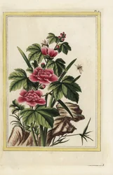 Det lila trädet har inkarnerade blommor. Rosenmalva, Hibiscus syriacus. Handkolorerad etsning från Pierre Joseph Buchoz "Dyrbar och upplyst samling av de vackraste och märkligaste blommorna, odlade både i Kinas och Europas trädgårdar,