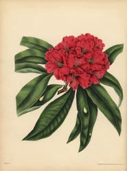 Det rödblommiga trädet Rhododendron, Fara
