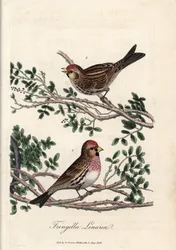 Sizerin eller liten linotte. Färgat kopparstick av George Graves, i British Ornithology