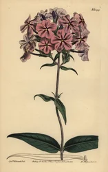Tjockbladsflox, Phlox carolina (Rough-skaft lychnidea)