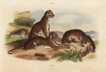 Tigrar, Panthera tigris, utrotningshotade