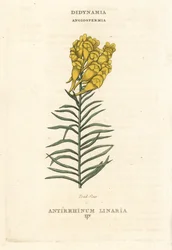 Gräsrot, Linaria vulgaris (Antirrhinum linaria). Handkolorerat kopparstick efter en illustration av Richard Duppa från hans The Claves and Orders of the Linnaean System of Botany, Longman, Hurst, London