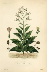 Tobaksväxt, Nicotiana tabacum, Tabac